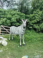 FRP ZEBRA