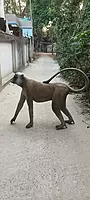 FRP MONKEY
