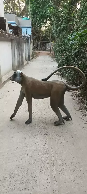 FRP MONKEY