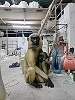 FRP MONKEY
