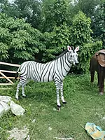 FRP ZEBRA