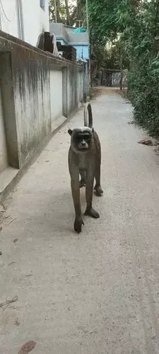 FRP MONKEY